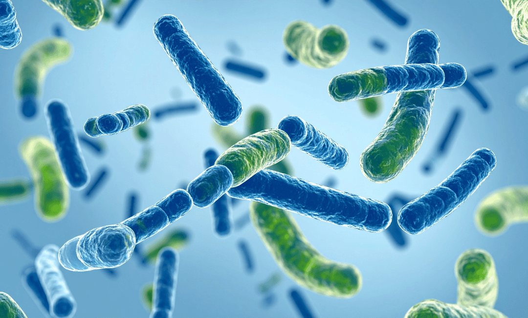 *Role *of *Probiotics *in *Supporting *Gut *Health *During *Cancer *Treatment
image