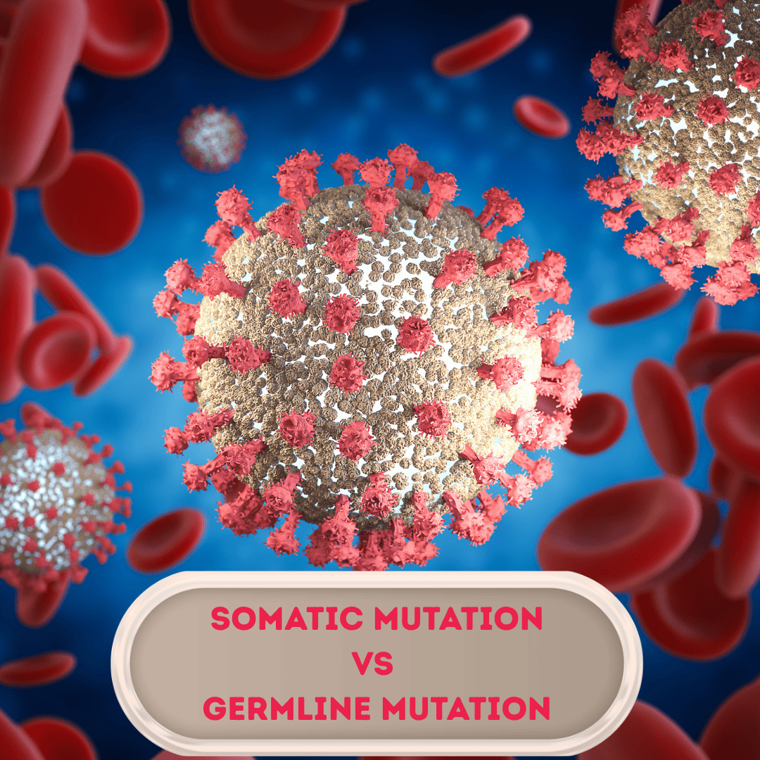 *Somatic *Mutation *vs *Germline *Mutation*: Key Differences Explained image