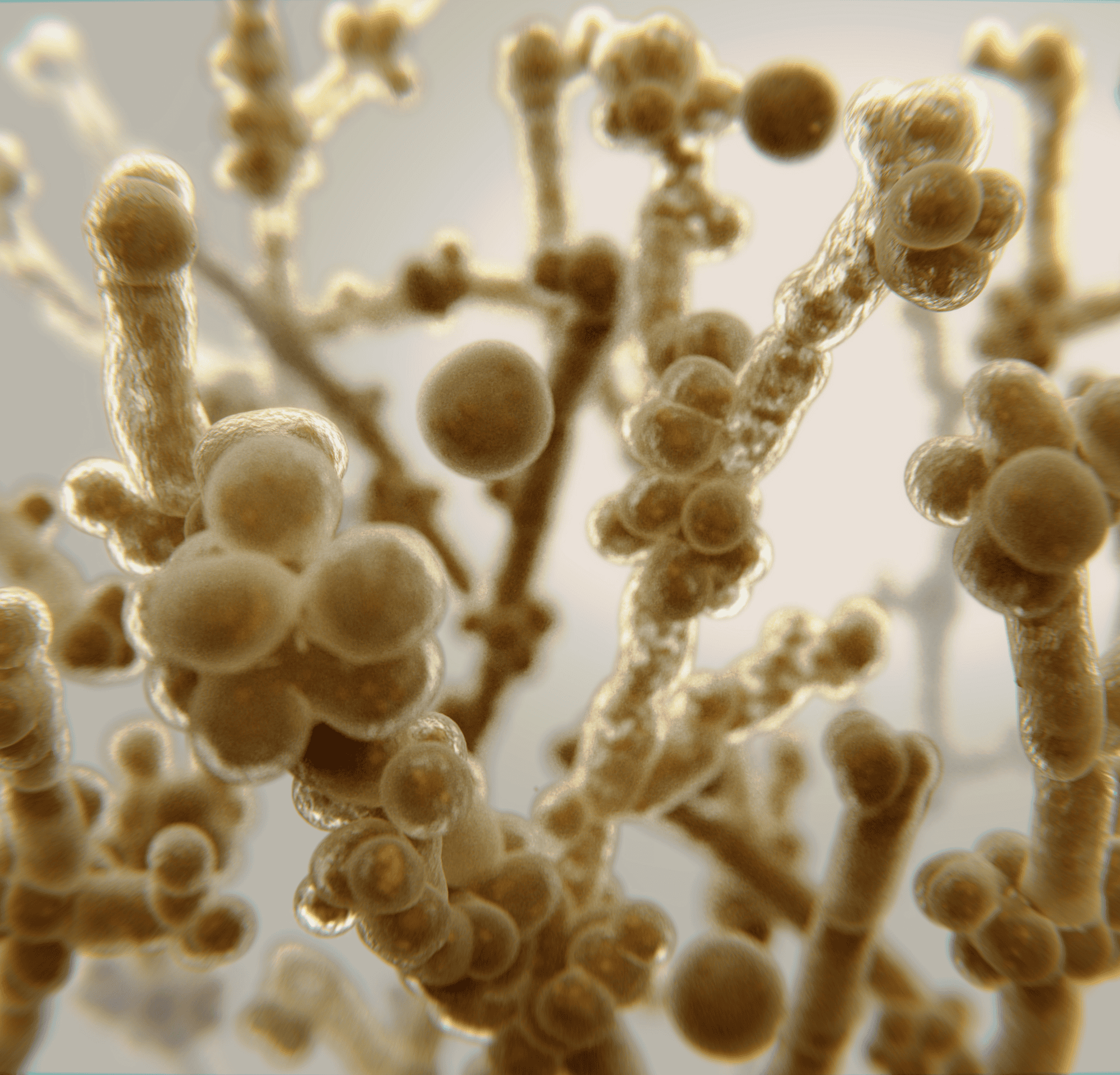 *Saccharomyces *Boulardii *in *Cancer *Care*: Benefits, Uses & Side Effects
 image